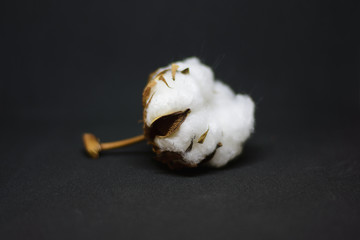  Branch of cotton