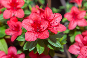 The aroma of flowering azaleas of white, pink, red, bard colors is spread all over the greenhouse.
