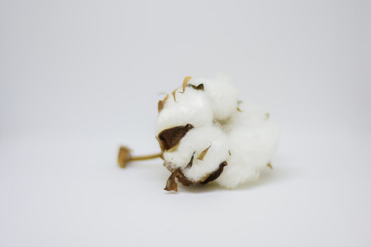  Branch of cotton