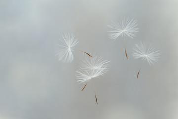 Flying parachutes from dandelion	