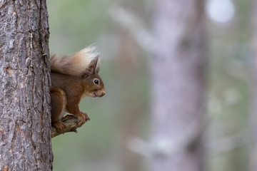 Red squirrel, Sciurus Vulgaris, sitting and walking along pine branch near heather in the forests of cairngorms national, scotland