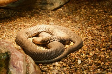 Dangerous fascinating python snake in Victoria, Australia close to Melbourne