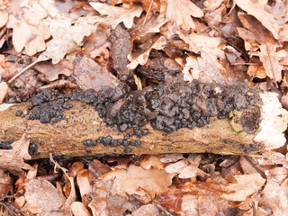 witches butter black fungi fungus growing on log forest floor spring; Exidia glandulosa