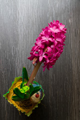 Pink hyacinth blooming in green pot, ladybird on dark wooden background with copy space.