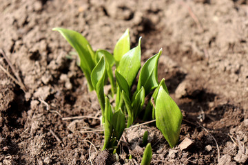 Young leaves of Ramsons, Allium ursinum,in early spring. Allium ursinum is a bulbous, perennial herbaceous monocot, that reproduces primarily by seed.