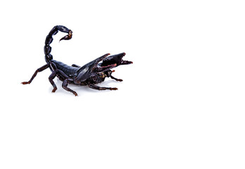 black scorpion isolated on a white