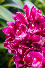 Flowering orchids in the garden. Twigs beige orchids, floral background.