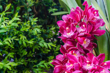 Flowering orchids in the garden. Twigs beige orchids, floral background.
