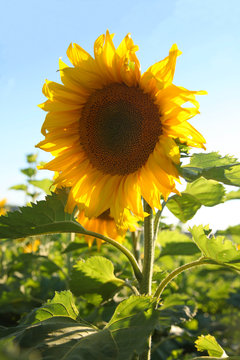 Big bright sunflower