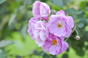 rose or purple rose