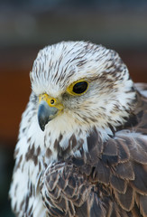 falcon, sokół © Slawomir