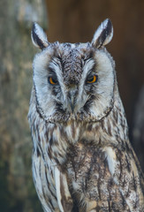 short-eared owl, Asio otus, sowa, uszatka © Slawomir
