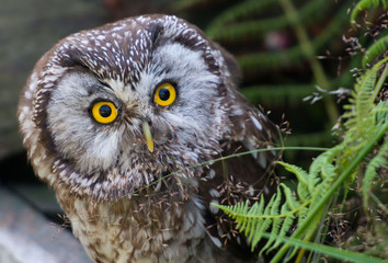 Boreal owl, Aegolius funereus, włochatka