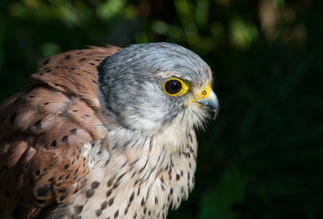Obraz premium KESTREL, Falco tinnunculus, Pustułka