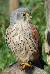 KESTREL, Falco tinnunculus, Pustułka © Slawomir