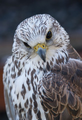falcon, sokół © Slawomir