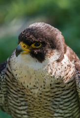 falcon, sokół © Slawomir