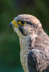 falcon, sokół © Slawomir