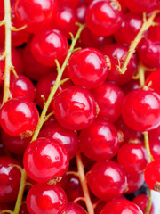 branches of red currant texture macro background