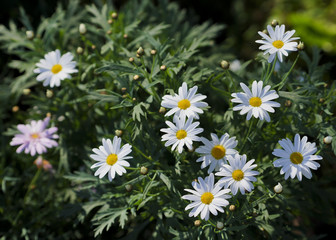 Flowering. Chamomile. Blooming chamomile field, Chamomile flowers on a meadow in summer, Selective focus