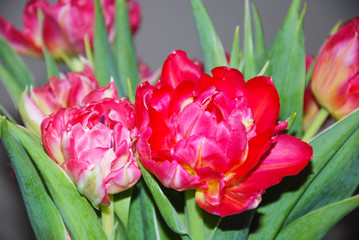 Flower arrangement with red tulips