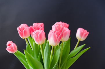Tulip flowers pink and green