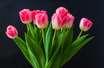 Beautiful tulip flowers