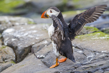 Puffin spreading his wings on the rocks of the Farne Islands near Seahouses in north-east England in the United Kingdom