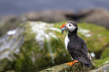 Puffin with his beak full of sandeels on the rocks of the Farne Islands near Seahouses in north-east England in the United Kingdom