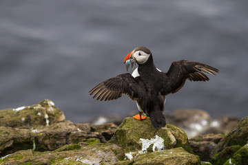 Puffin with his beak full of sandeels on the rocks of the Farne Islands near Seahouses in north-east England in the United Kingdom