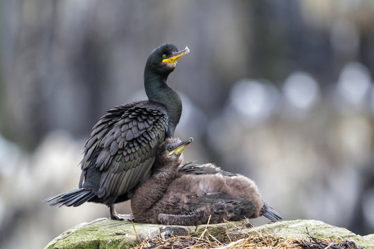 European shag with chicks on the rocks of the Farne Islands near Seahouses in north-east England in the United Kingdom