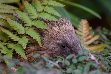 Hedgehog in garden