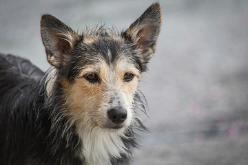 Close-up of stray dog in the rain