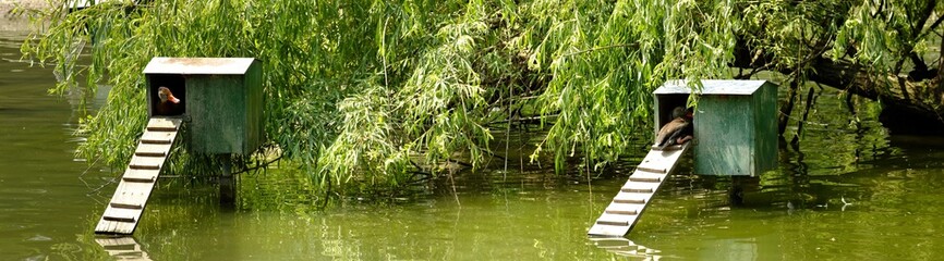 Closeup of ducks in small houses on the pond