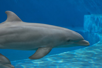 Closeup of dolphin at the aquarium with background