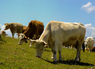 Closeup of mountain cows grazing with background 2