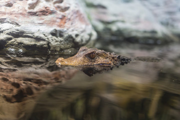 Closeup on alligator water surface with reflection