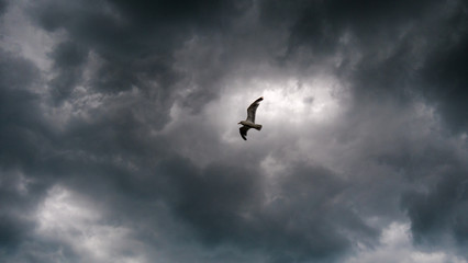 Obraz premium Seagul under angry skies