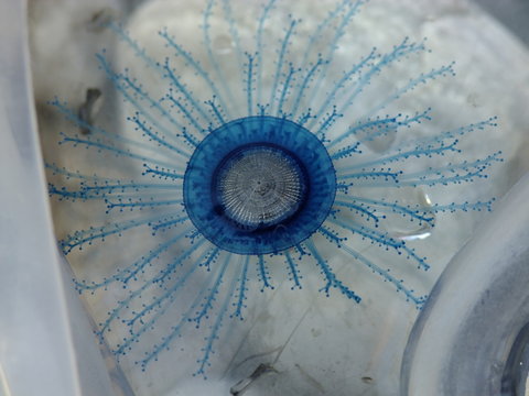 Closeup view of jellyfish call blue button