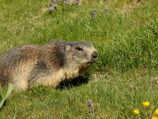 Naklejka na ściany i meble Marmot close-up on meadow with background