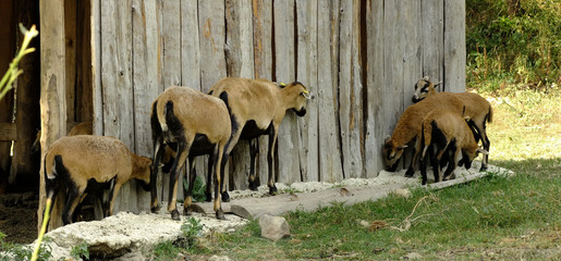 View of goats playing