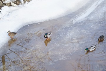 Village ducks in the river in winter snow
