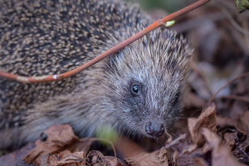 Hedgehog in garden
