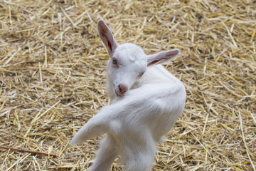 Fototapeta premium close-up of white lamb on straw