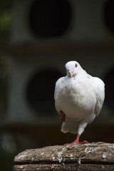 close-up of white pigeon on a paw with background