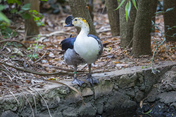 closeup of water bird with crest on its beak