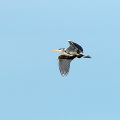 grey heron