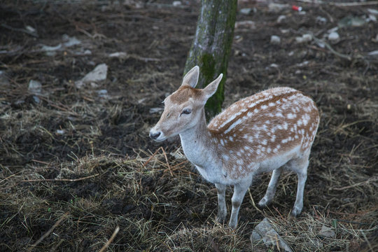 photo of little deer with background