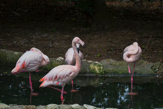 photo of pink flamingos in various poses. 2jpeg