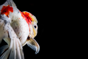 Beautiful macro shot of my dear Oranda Goldfish, Santa